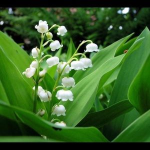 Meet your Posher, Starr